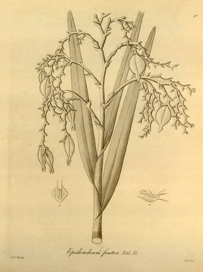 Illustration of: Epidendrum Frutex by Heinrich Gustav Reichenbach